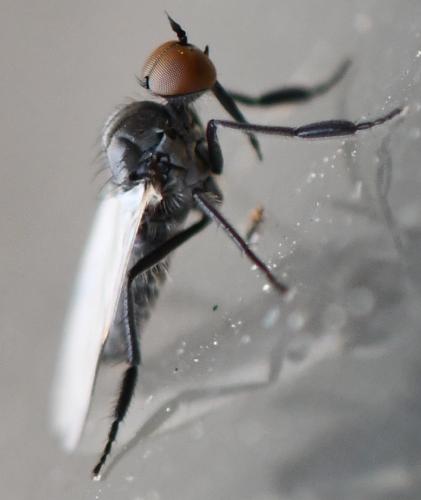 Empis chioptera